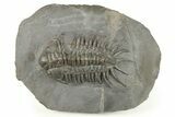 Crotalocephalus Trilobite - Jorf, Morocco #271297-3